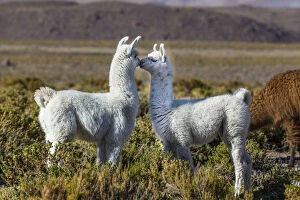 Artiodactyla Gallery: Young Lamas in pasture (Lama glama) altiplano of Atacama Desert, Chile