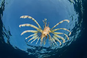 A young lionfish (Pterois volitans) swimming near the surface (hunting silversides