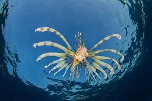 Images Dated 2nd August 2016: A young lionfish (Pterois volitans) swimming near the surface (hunting silversides