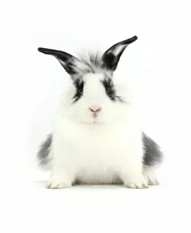 Young Lionhead-cross rabbit, against white background