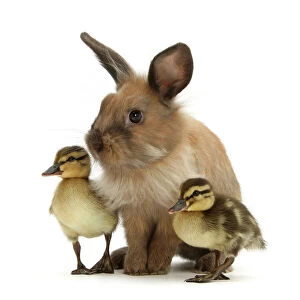 Easter Gallery: Young Lionhead-Lop rabbit and Mallard ducklings