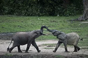 Images Dated 25th March 2022: Two young male African forest elephants (Loxodonta cyclotis) fighting over small pool of water in