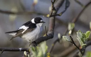 Images Dated 28th February 2022: Young male Collared flycatcher (Ficedula albicollis) in between budding branches, Finland. May