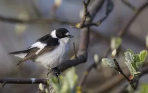 Branch Prints: Young male Collared flycatcher (Ficedula albicollis) in between budding branches