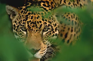 Young male Jaguar portrait {Panthera onca} Pantanal, Brazil
