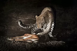 Images Dated 28th January 2014: Young male Leopard (Panthera pardus) playing with kill after successfully hunting