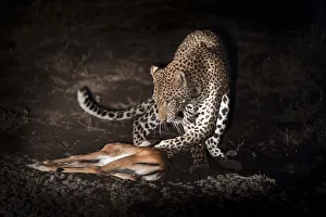 Feet Prints: Young male Leopard (Panthera pardus) playing with kill after successfully hunting
