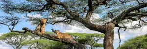 Looking Prints: Young male Lion and lioness (Panthera leo) resting in tree during middle of the day to escape the heat