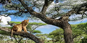 December 2022 Highlights Gallery: Young male Lion (Panthera leo) resting in tree during middle of the day to escape the heat
