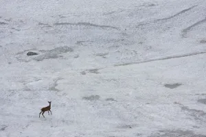 Slovakia Prints: Young male Red deer (Cervus elaphus) walking on snow field to get rid of flies