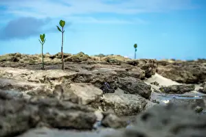 Fiji Prints: Young mangrove shoots growing along the rocky coast of Leleuvia Island