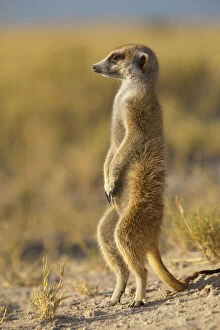 Alert Gallery: Young Meerkat (Suricata suricatta) standing on its hind legs near the edge of Makgadikgadi