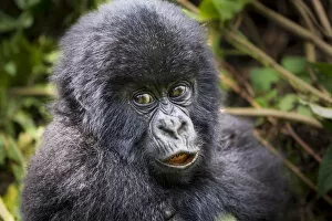 Young Mountain gorilla (Gorilla beringei) this is Gakuru, one of 2 twin infants