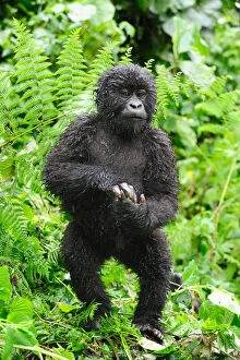 Young Mountain gorilla standing up in the rain (Gorilla beringei beringei) Volcanoes National Park