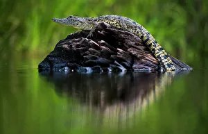Young Nile Crocodile (Crocodylus niloticus) basking on an exposed log, Chobe River, Botswana