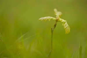 2020VISION 2 Gallery: Young oak sapling (Quercus robor). Brecon Beacons National Park, Wales, UK, May