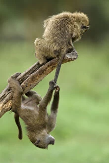 Aggravating Gallery: Young Olive baboons (Papio hamadryas anubis) playing with one hanging from the others tail