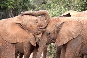 Proboscids Gallery: Young orphan Elephants (Loxodonta africana) kissing