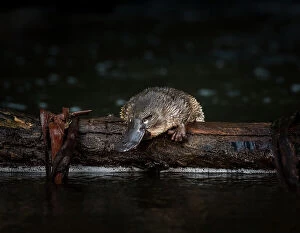 2019 April Highlights Gallery: Young Platypus (Ornithorhynchus anatinus) is released onto a log in McMahons Creek