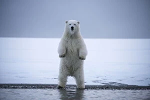 Standing Gallery: Young Polar bear (Ursus maritimus) standing on hing legs, Bernard Spit, 1002 Area