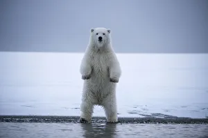 Arctic Ocean Prints: Young Polar bear (Ursus maritimus) standing on hing legs, Bernard Spit, 1002 Area