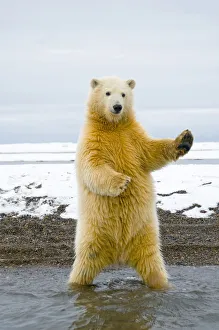 Young Polar bear (Ursus maritimus) standing and trying to balance in shallow water