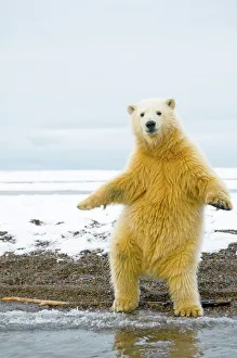 Young Polar bear (Ursus maritimus) standing and trying to balance in shallow water