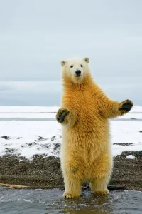 Juvenile Prints: Young Polar bear (Ursus maritimus) standing and trying to balance in shallow water along