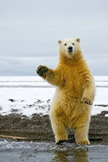 Juvenile Prints: Young Polar bear (Ursus maritimus) standing and trying to balance in shallow water along