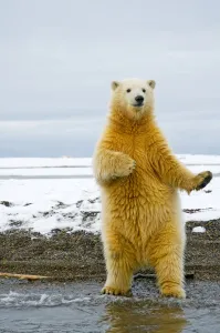 Juvenile Prints: Young Polar bear (Ursus maritimus) standing and trying to balance in shallow water along