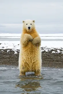 Juvenile Prints: Young Polar bear (Ursus maritimus) standing and trying to balance in shallow water along