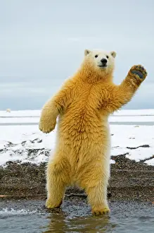Young Polar bear (Ursus maritimus) standing and trying to balance in shallow water along the Bernard Spit, 1002 area of the Arctic National Wildlife Refuge