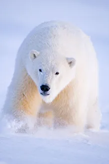 Young Polar bear (Ursus maritimus) traveling across newly formed pack ice during autumnal freeze up