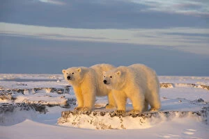 Two young Polar bears (Ursus maritimus) on newly formed pack ice, near Kaktovik, Barter Island