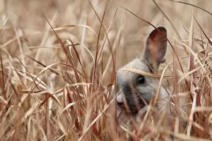 Animal Ears Gallery: Young rabbit hiding in grass, Okunoshima Rabbit island, Takehara, Hiroshima, Japan