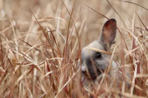 Young rabbit hiding in grass, Okunoshima Rabbit island, Takehara, Hiroshima, Japan