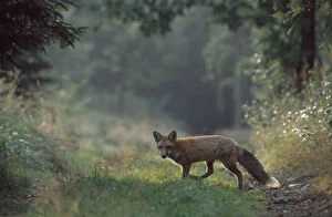 Young Red fox crossing forest track {Vulpes vulpes} Czech republic