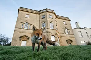 Editor's Picks: Young Red fox (Vulpes vulpes) in garden outside Royal Fort House, Bristol University, UK