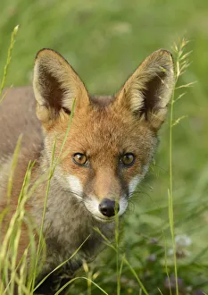 Young Red fox (Vulpes vulpes) portrait, Kent, UK, June