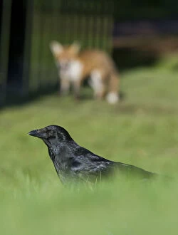 Young Red fox (Vulpes vulpes) stalking a Carrion crow (Corvus corone) in urban park