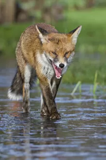 Young Red fox (Vulpes vulpes) walking over ice of frozen pond in garden, Bristol