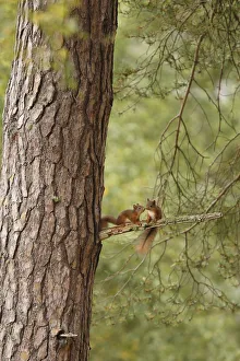 Neil Mcintyre Prints: Two young Red squirrels (Sciurus vulgaris) near drey, Cairngorms National Park, Highlands