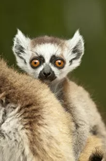 Young Ring-tailed lemur (Lemur catta) 6-8 weeks, clinging to mother, Berenty Private Reserve, southern Madagascar