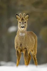 Sticking Out Tongue Prints: Young roe deer buck (Capreolus capreolus) standing in snow, with tongue poking out