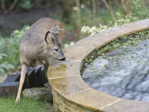 Young Roe deer (Capreolus capreolus) buck with developing horns in velvet approaching a