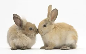 Instagram - Love Gallery: Young sandy rabbits kissing