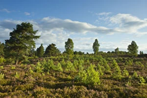 Young scots pines (Pinus sylvestris) regeneration on moorland. Cairngorms National Park