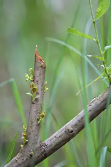 Regenerating Prints: Young shoots developing from the buds of a tree gnawed by a European beaver (Castor fiber)