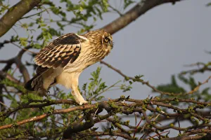 Images Dated 13th July 2009: Young Short eared owl (Asio flammeus) walking along branch, Bagerova Steppe, Kerch Peninsula