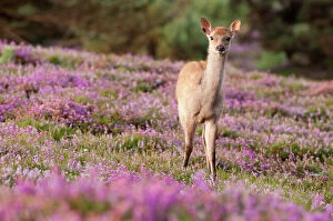 Images Dated 22nd August 2011: Young Sika deer (Cervus nippon) standing amongst flowering heather, Arne RSPB reserve